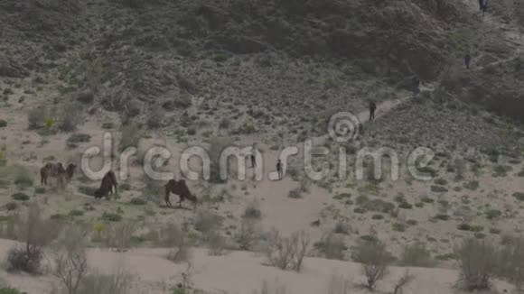 游客在沙漠中观看骆驼并拍照视频的预览图
