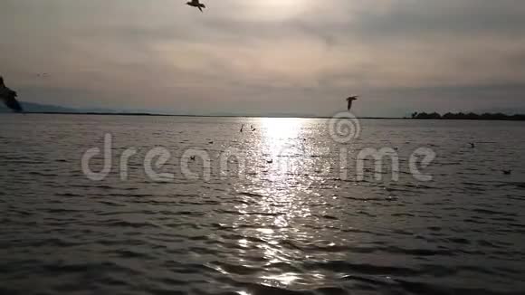 海鸥鸟以日落的地平线为背景缓慢地飞越海洋视频的预览图