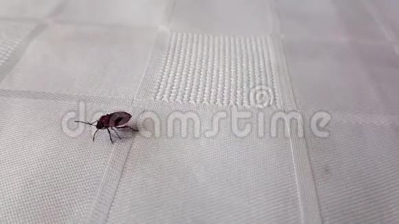 在织物上行走的虫子慢动作镜头视频的预览图