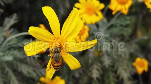 条纹眼花在金色灌木上飞舞雏菊慢动作视频的预览图