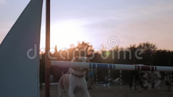 训练过程体育活动宠物成年母狗跳过酒吧好玩的比格跳过极敏捷比赛公园视频的预览图