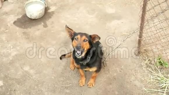 一只小滑稽的狗跺着爪子打哈欠链上的动物慢动作视频的预览图
