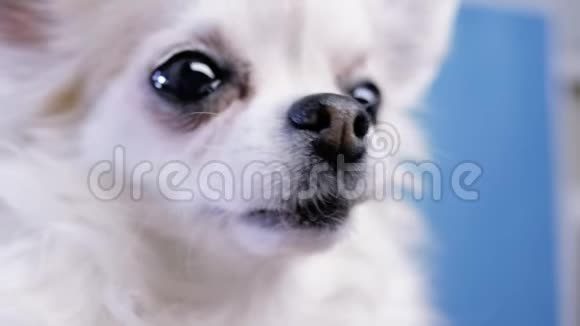 可爱的奇瓦瓦狗鼻子特写蓝色背景视频的预览图