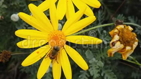 条纹眼花在金色灌木上飞舞雏菊慢动作视频的预览图