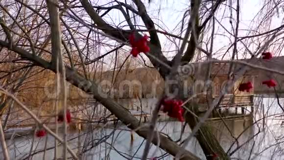 刷的香炉和红色浆果一个木制手工凉亭漂浮在河上视频的预览图