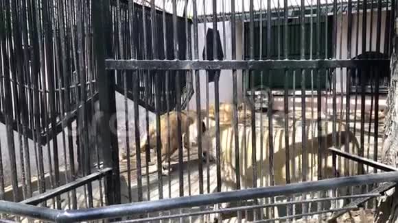 狮子在笼子里散步视频的预览图