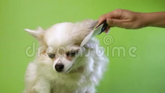 在绿色的背景上用一只手把白色毛茸茸的可爱的小狗奇瓦瓦抱起来视频的预览图