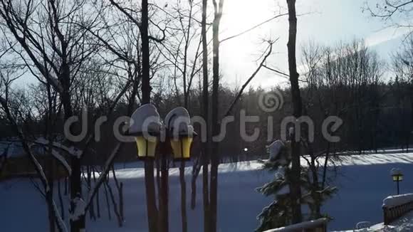 雪草和树枝上的冬天图案轻雪很容易被吹走晴天雪闪闪发光视频的预览图
