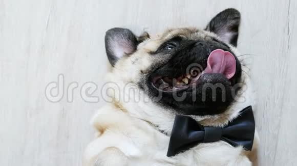 优雅有趣的小狗特写肖像舌头伸出躺在背上戴着蝴蝶结视频的预览图