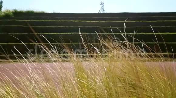 风上的野草在一片吹毛求疵的草地上特写超级慢镜头视频的预览图