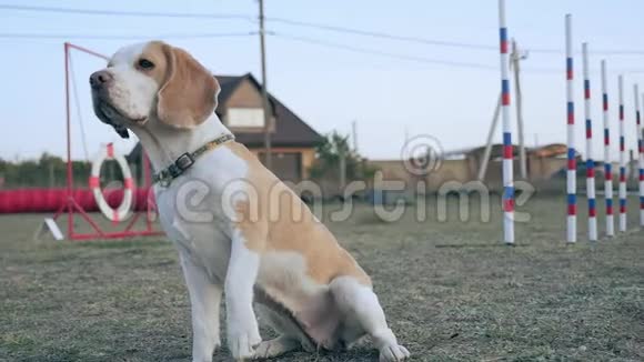 漂亮的小猎犬在户外用后腿站起来聪明的狗仔细地看着前方训练过的宠物视频的预览图