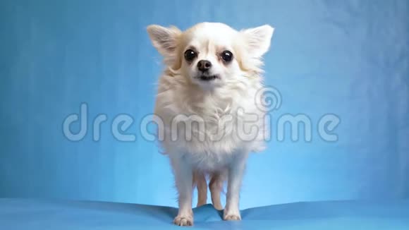 快乐满足和快乐的白色毛茸茸的奇瓦瓦狗摇尾巴移动他的耳朵孤立在蓝色背景4k视频的预览图