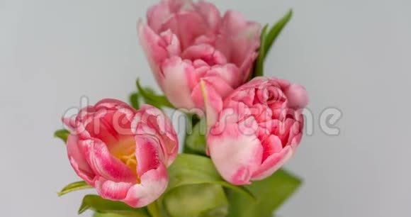 白色背景上盛开的粉红色郁金香花的时间视频的预览图