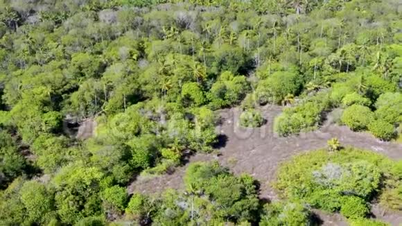 鸟瞰热带森林丛林在普拉亚多福特巴西视频的预览图
