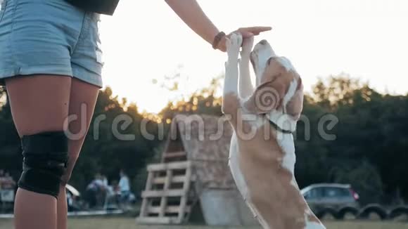 概念人与狗的友谊快乐的比格站在它的后腿与主人在公园在夏季表演年轻女子视频的预览图