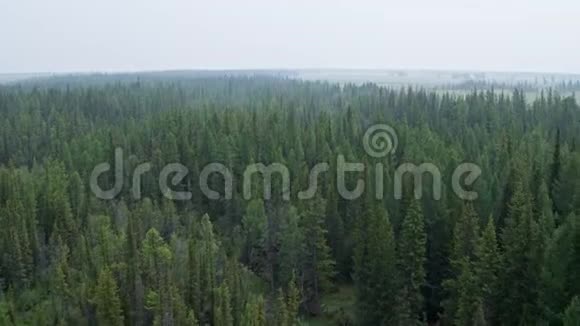 在松林上空飞行森林中的雾一直延伸到地平线上视频的预览图