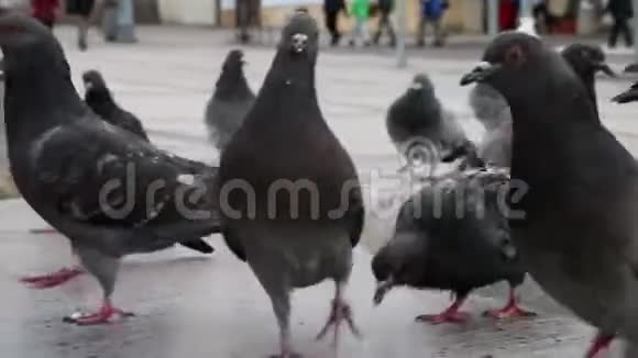一群鸽子在街上等待食物视频的预览图