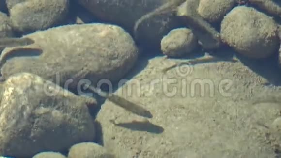 灰鱼苗在河中的浅水中游泳河鱼的年轻一代视频的预览图