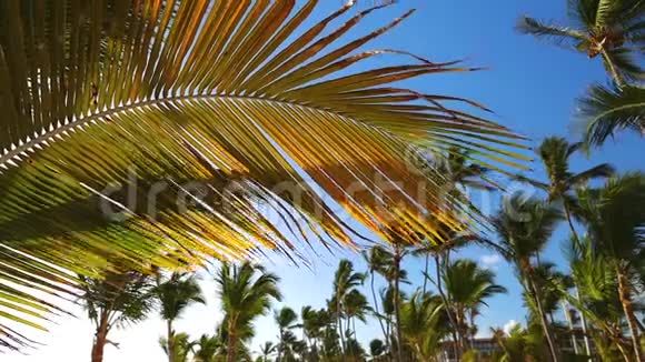 椰子棕榈树与蓝色的热带天空与云异国海岛的暑假视频的预览图
