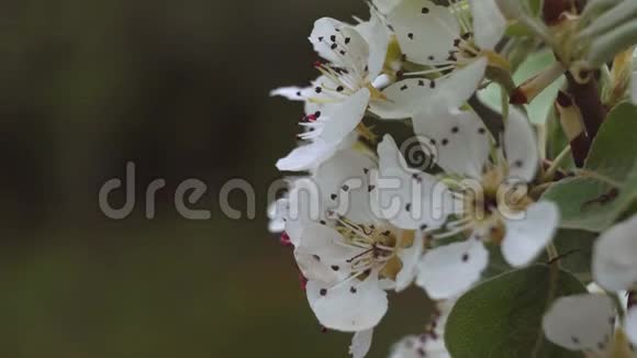 樱花的宏观影像视频的预览图