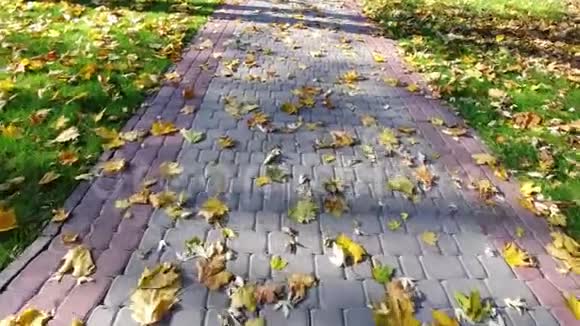 在秋天公园的路上散步视频的预览图