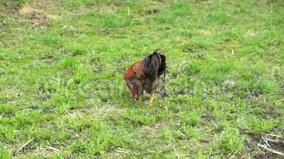 美丽的杂色公鸡在草地上寻找昆虫视频的预览图