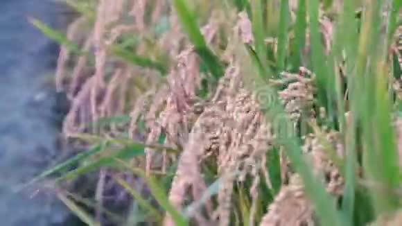 黄色的稻田在风中摇曳清晨黎明时分在台湾原短粒水稻作物秸秆有机农业概念视频的预览图