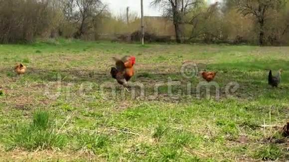一只漂亮的红公鸡拍动翅膀用爪子耙地草地上的母鸡视频的预览图