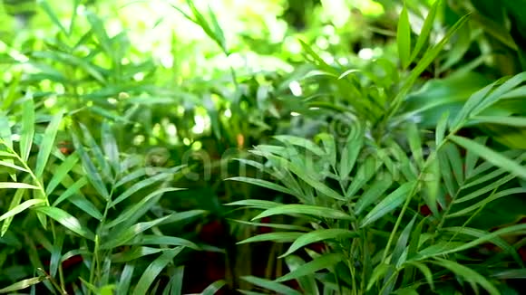 植物奇异绿叶的明亮模糊背景视频的预览图