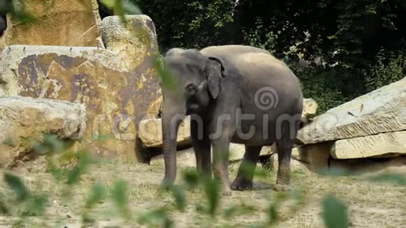 动物园里的小象视频的预览图