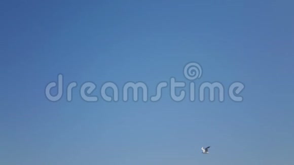 海鸟在天空中飞翔太慢了视频的预览图