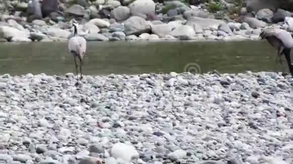 普通的欧亚鹤沿着河岸行走在鹅卵石中寻找食物视频的预览图