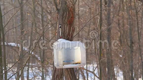 在公园里的一棵树上回收材料大型斑点啄木鸟斛属主要飞到食槽和视频的预览图