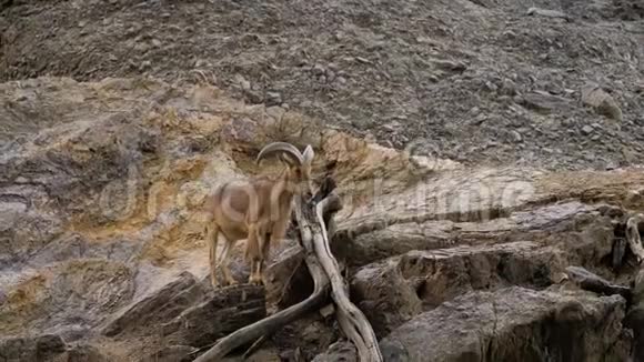 芭比羊站在岩石山上视频的预览图