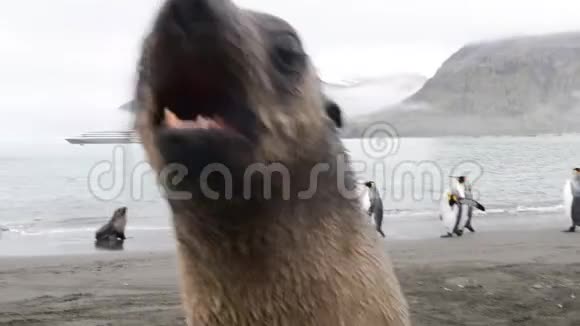 南乔治亚海滩上玩毛皮海豹视频的预览图