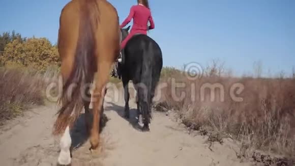 两匹优雅的马走在土路上的后景专业的白人女性马术选手视频的预览图