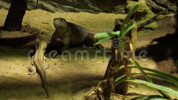 鬣蜥在一个发送的水族馆上爬行视频的预览图