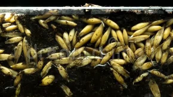 镜头移动从燕麦茎从地面发芽时间流逝燕麦生长出生的概念视频的预览图