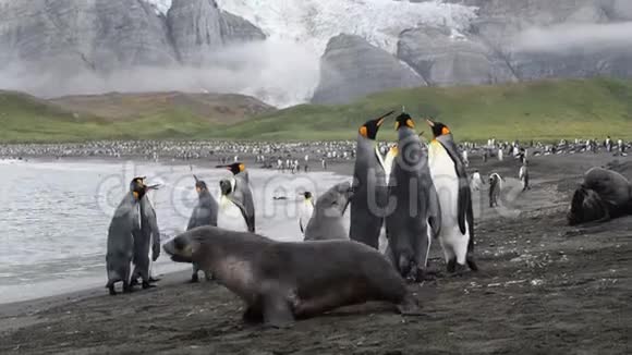 南乔治亚海滩上的企鹅国王和毛皮海豹视频的预览图