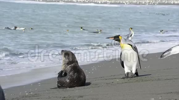 在佐治亚州南部玩企鹅国王的毛皮海豹视频的预览图