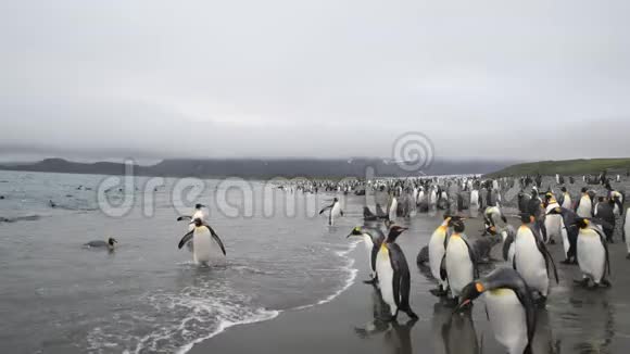 南乔治亚海滩上的企鹅国王视频的预览图