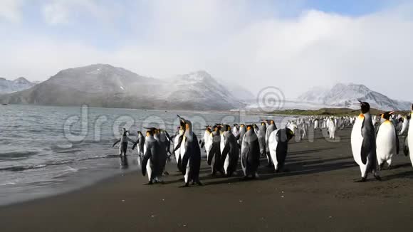 南乔治亚海滩上的企鹅国王视频的预览图