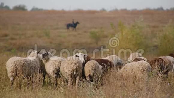 草原上的羊群在空旷无边的天空下放牧远处模糊的背景上的黑马坐着牧羊人视频的预览图