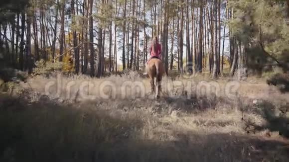 镜头跟随白人女孩穿着粉红色的衣服骑着棕色的马在秋天的森林年轻女性的马术休息视频的预览图