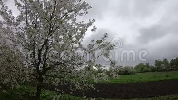 在一个阴天的春天盛开的樱桃生长在花园附近一棵开花的树在风中摇曳时间推移视频的预览图