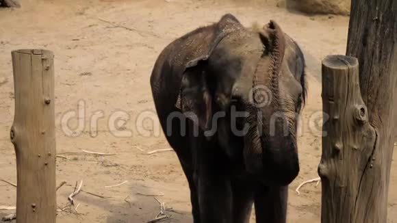 亚洲大象在他的背上扔灰尘视频的预览图