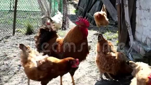 一只红脸公鸡在农村院子里的母鸡中间散步公鸡拍打翅膀慢动作视频的预览图
