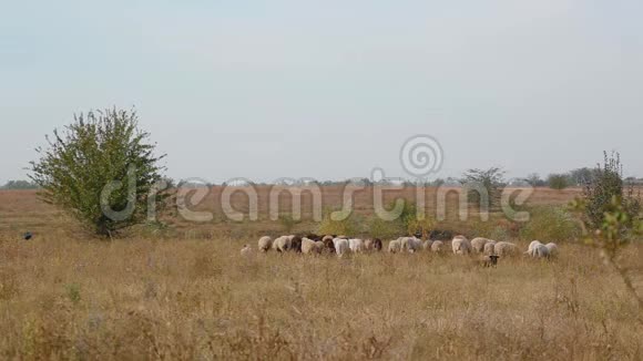 一望无际的蓝天下田野里放着一群羊视频的预览图