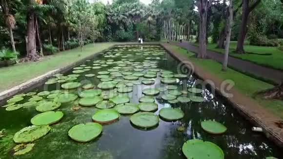 潘普穆塞斯植物园里巨大的睡莲毛里求斯视频的预览图