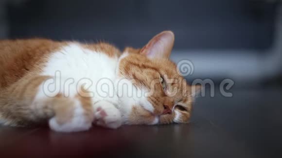 红白猫在地板上玩回家面部和爪子的特写视频的预览图
